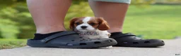 Cavalier King Charles Spaniel dogs for sale: Alec - Ad 4