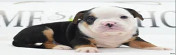 Mixed Breed dogs for sale: Diesel - Ad 25