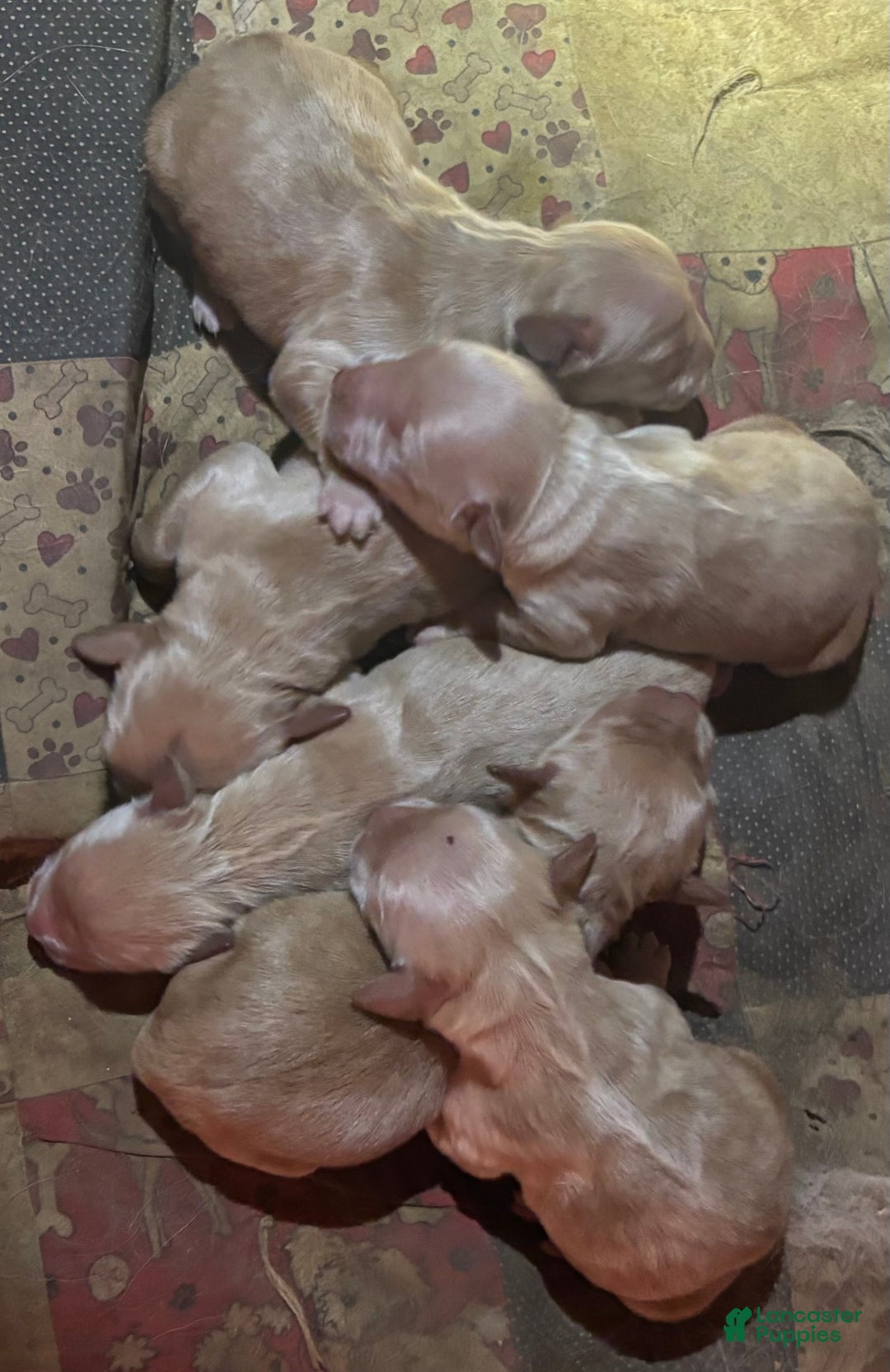Golden Retriever dogs for sale: Purple - Ad 6