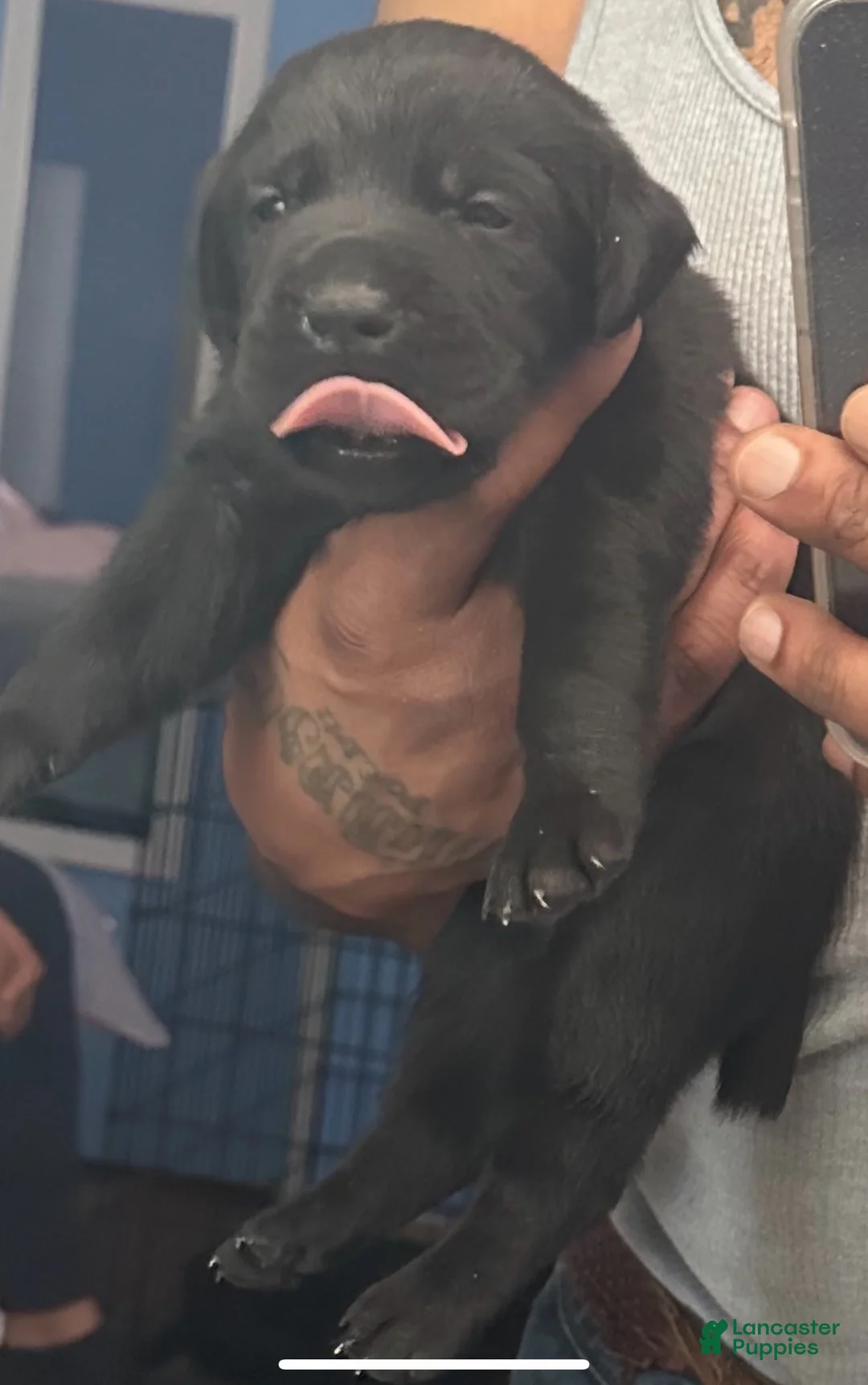 Gallery Image {{count}}