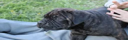 Cane Corso dogs for sale: Brix  - Ad 4