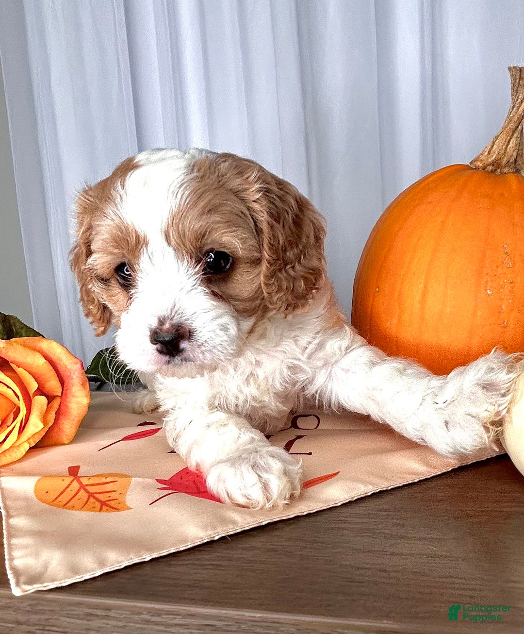 Cavapoo dogs for sale: Piper - Ad 7