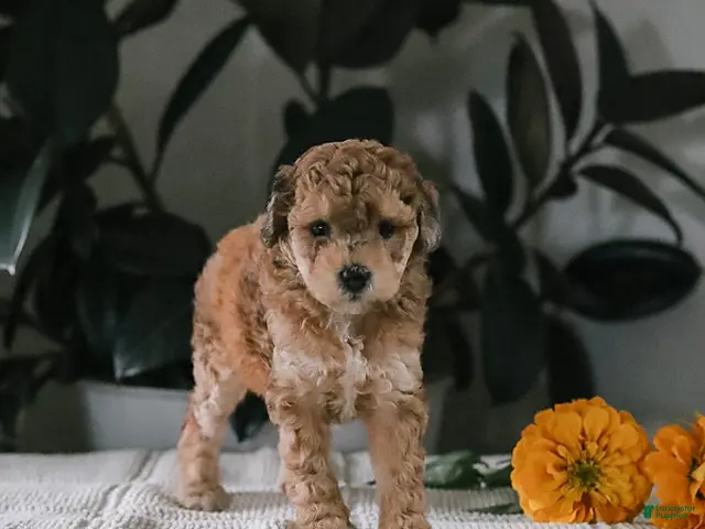 Maltipoo dogs for sale: Mimi - Ad 2