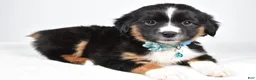 Miniature Australian Shepherd dogs for sale: Fern - Ad 4