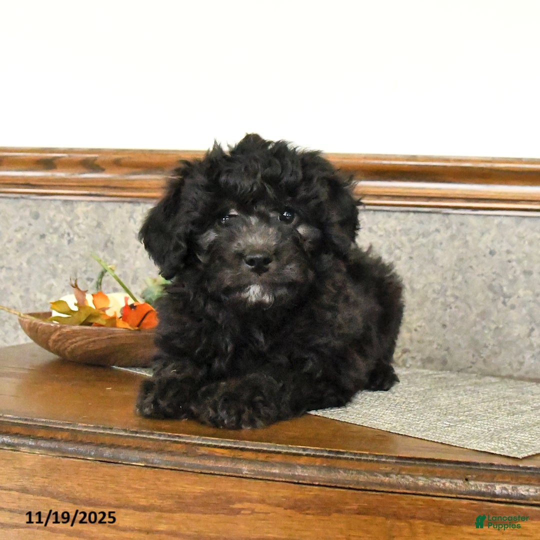 Mini Goldendoodle dogs for sale: Stella - Ad 2