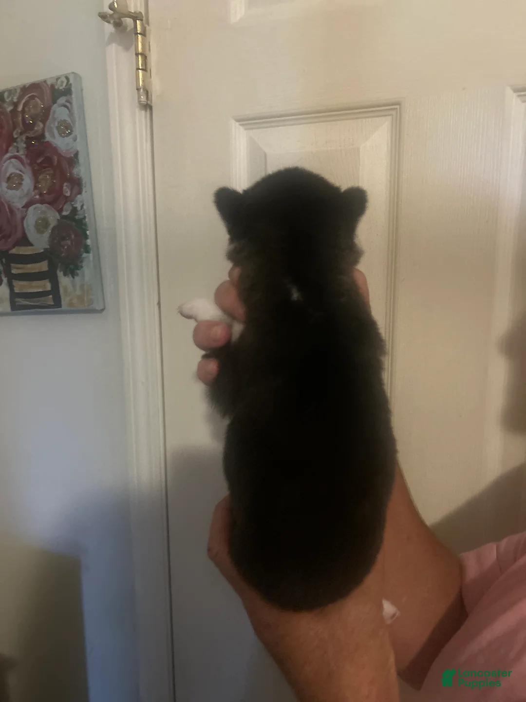 Gerberian Shepsky dogs for sale: Gerberian Shepsky 6 - Ad 2