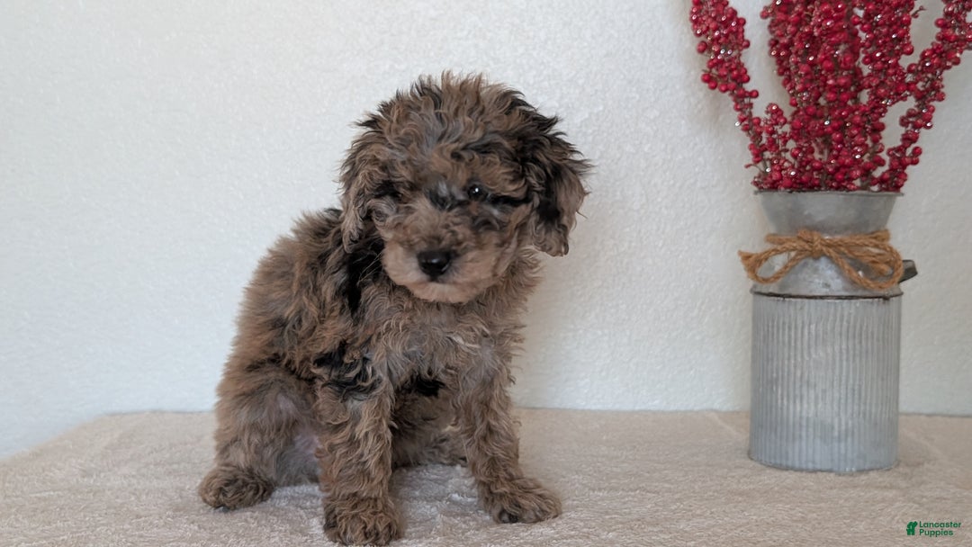 Mini Bernedoodle dogs for sale: Vanessa  - Ad 8