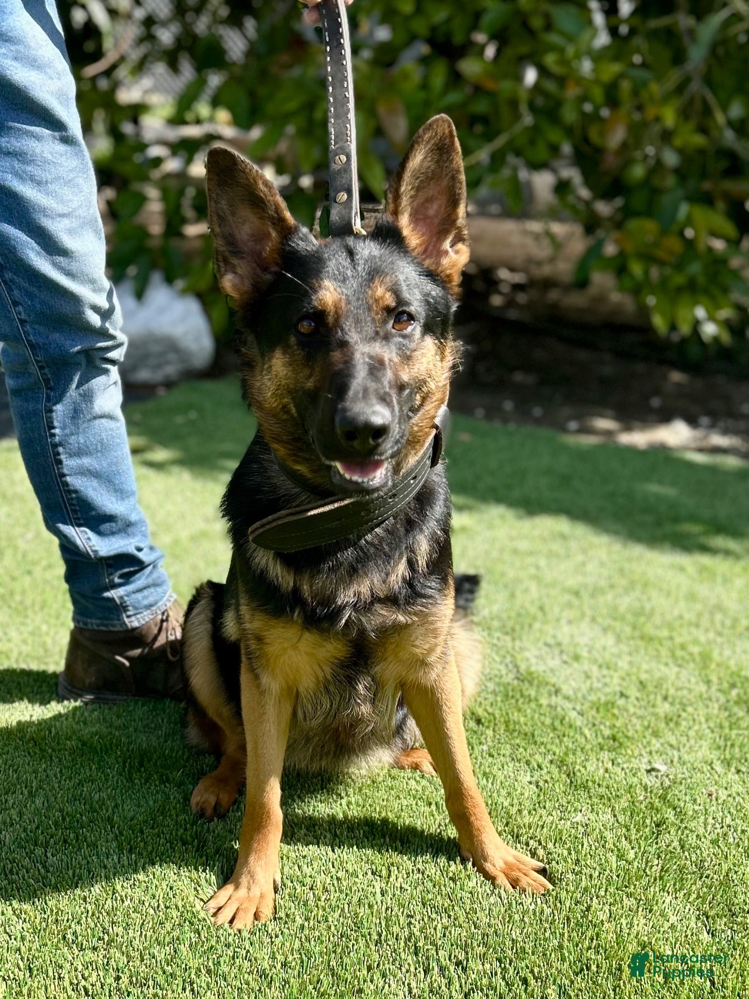 German Shepherd dogs German Shepherd 3 - Ad 2