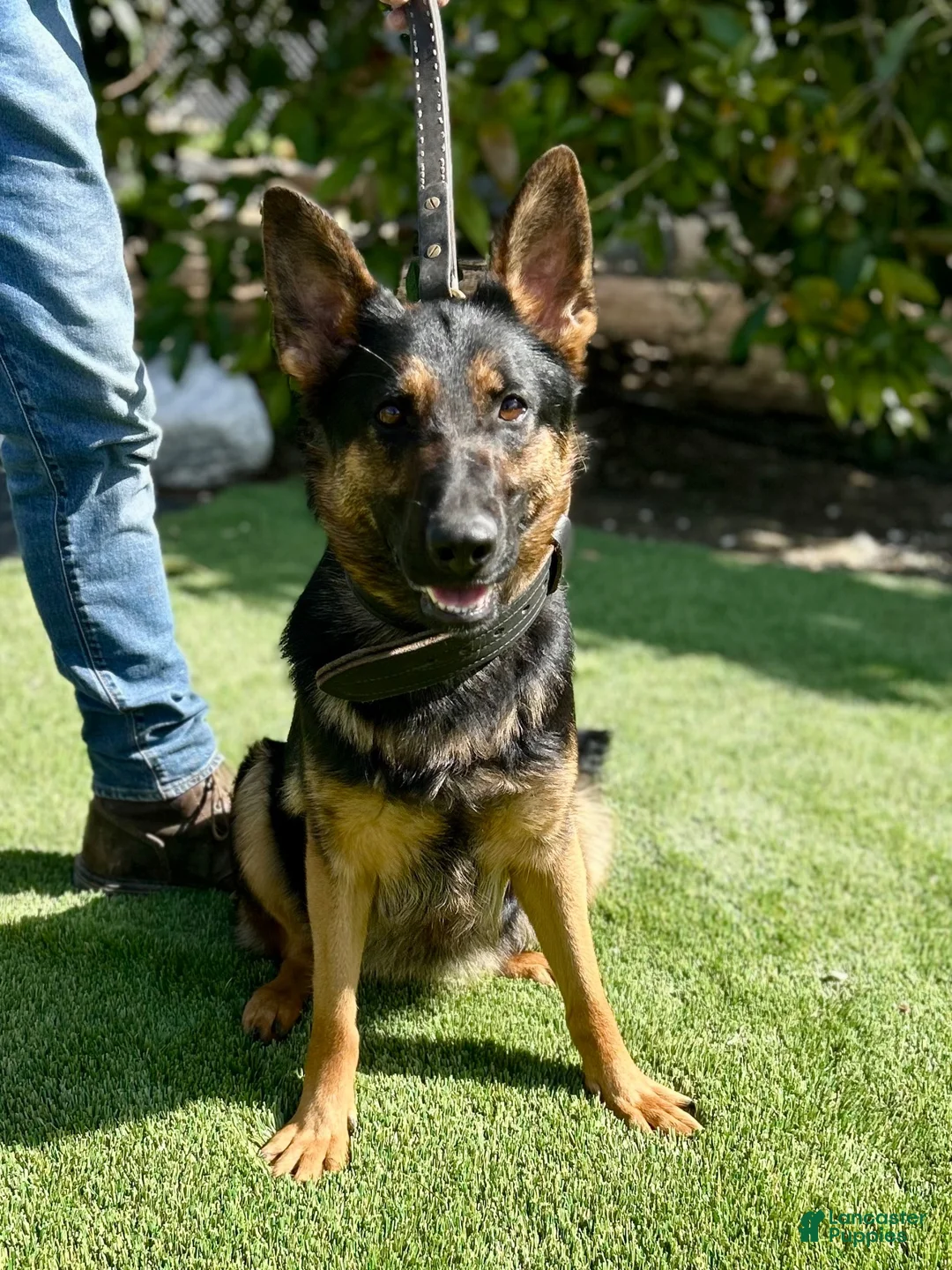 German Shepherd dogs for sale: German Shepherd 3 - Ad 2
