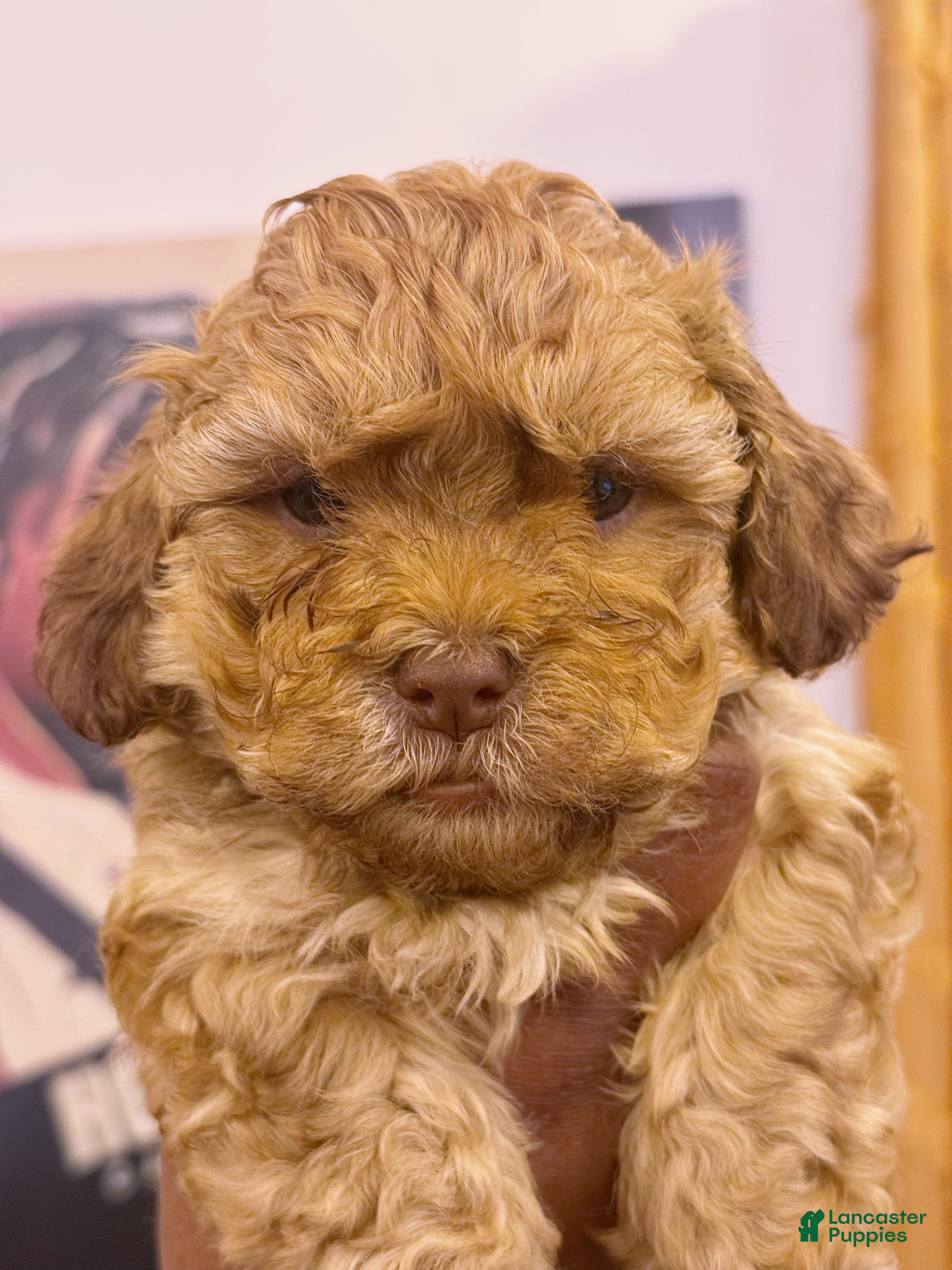 Shihpoo dogs T’Challa  - Ad 32