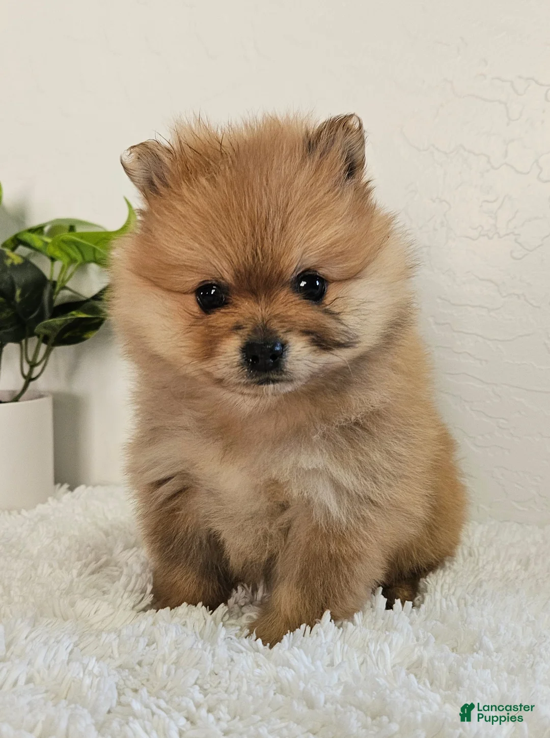Pomeranian dogs for sale: Lena - Ad 1