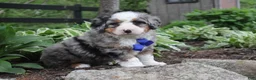 Bernedoodle dogs for sale: Patrick - Ad 1