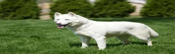 Goberian dogs for sale: Maui - Ad 6