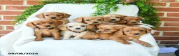 Miniature Golden Retriever dogs for sale: Arlo - Ad 3