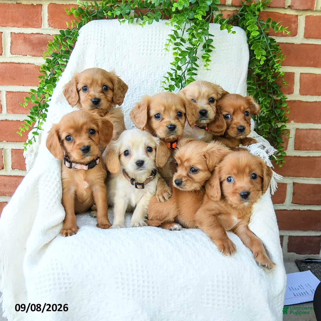Miniature Golden Retriever dogs for sale: Arlo - Ad 3
