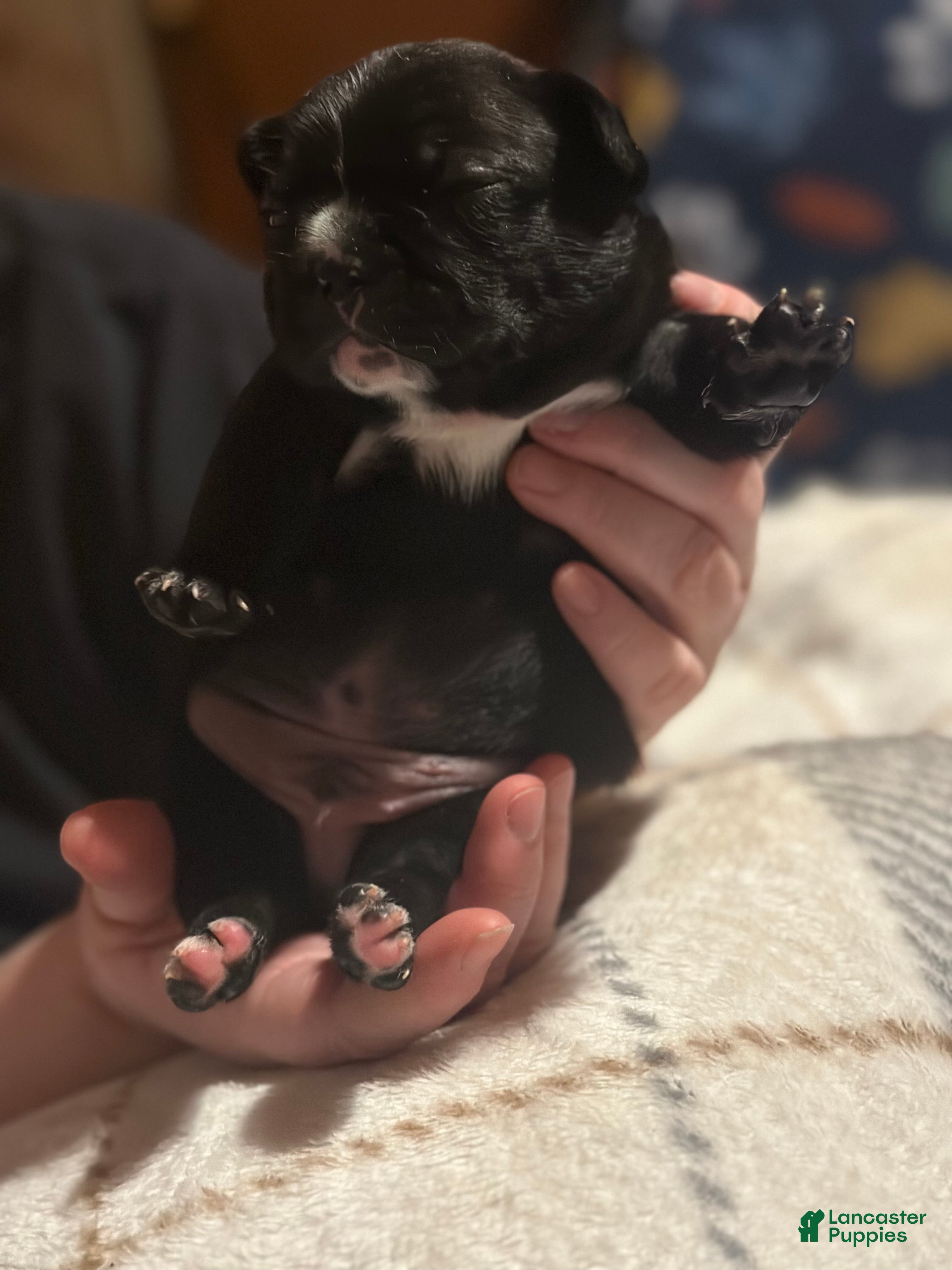 French Bulldog dogs French Bulldog Puppy 3 - Ad 17