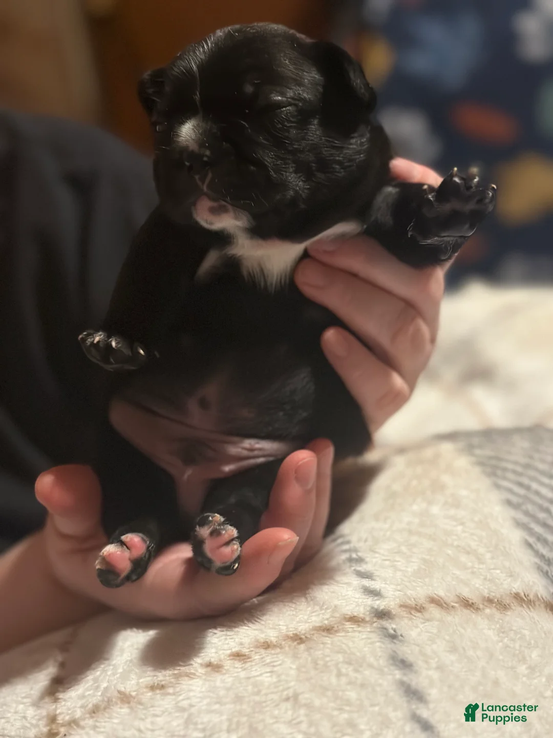 French Bulldog dogs for sale: French Bulldog Puppy 3 - Ad 1