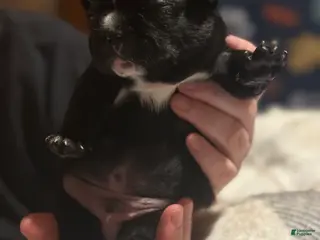 French Bulldog dogs French Bulldog Puppy 3 - Ad 24