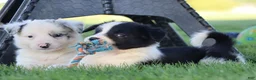Border Collie dogs for sale: Waylon - Ad 7