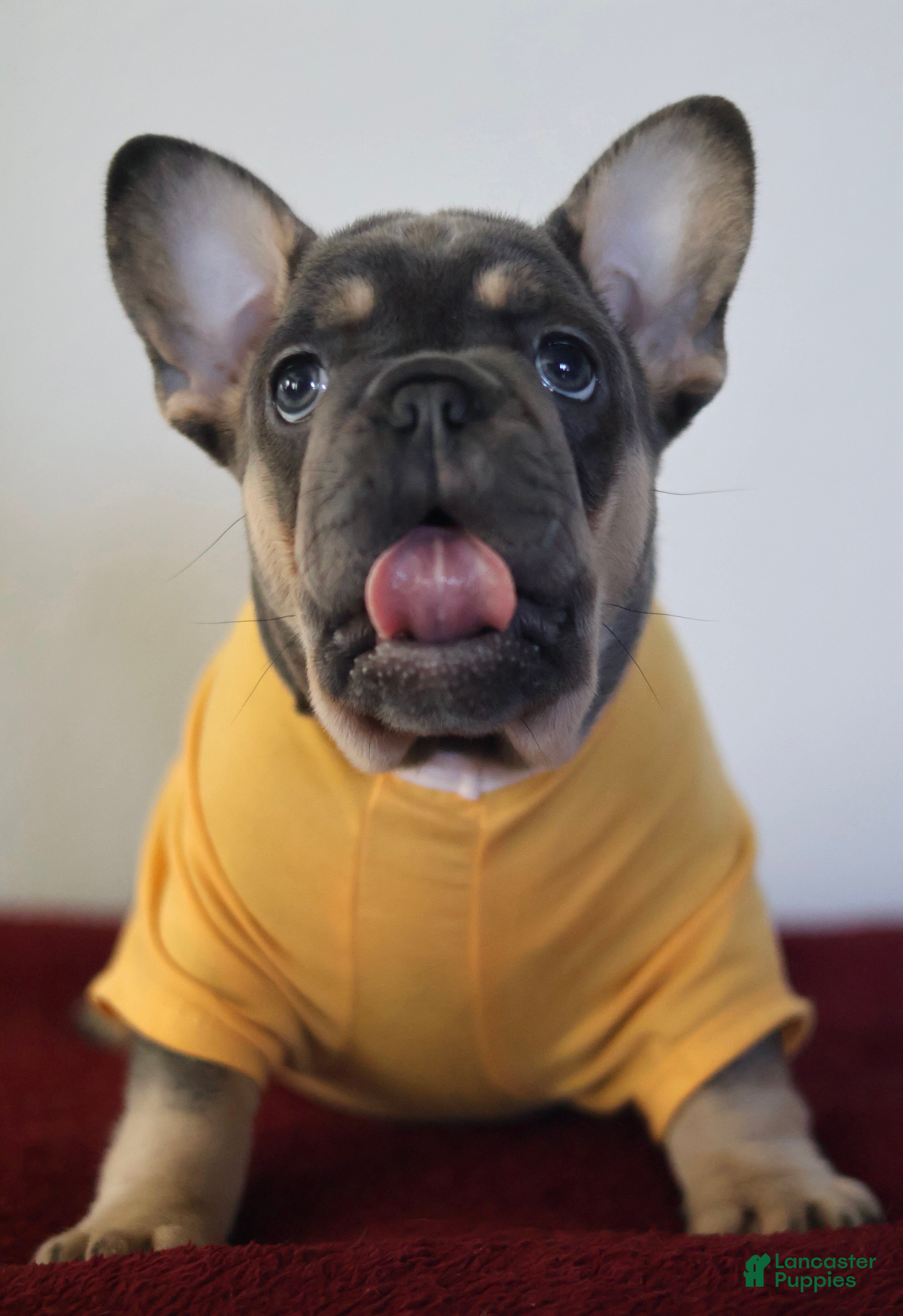 French Bulldog dogs Mali - Ad 24