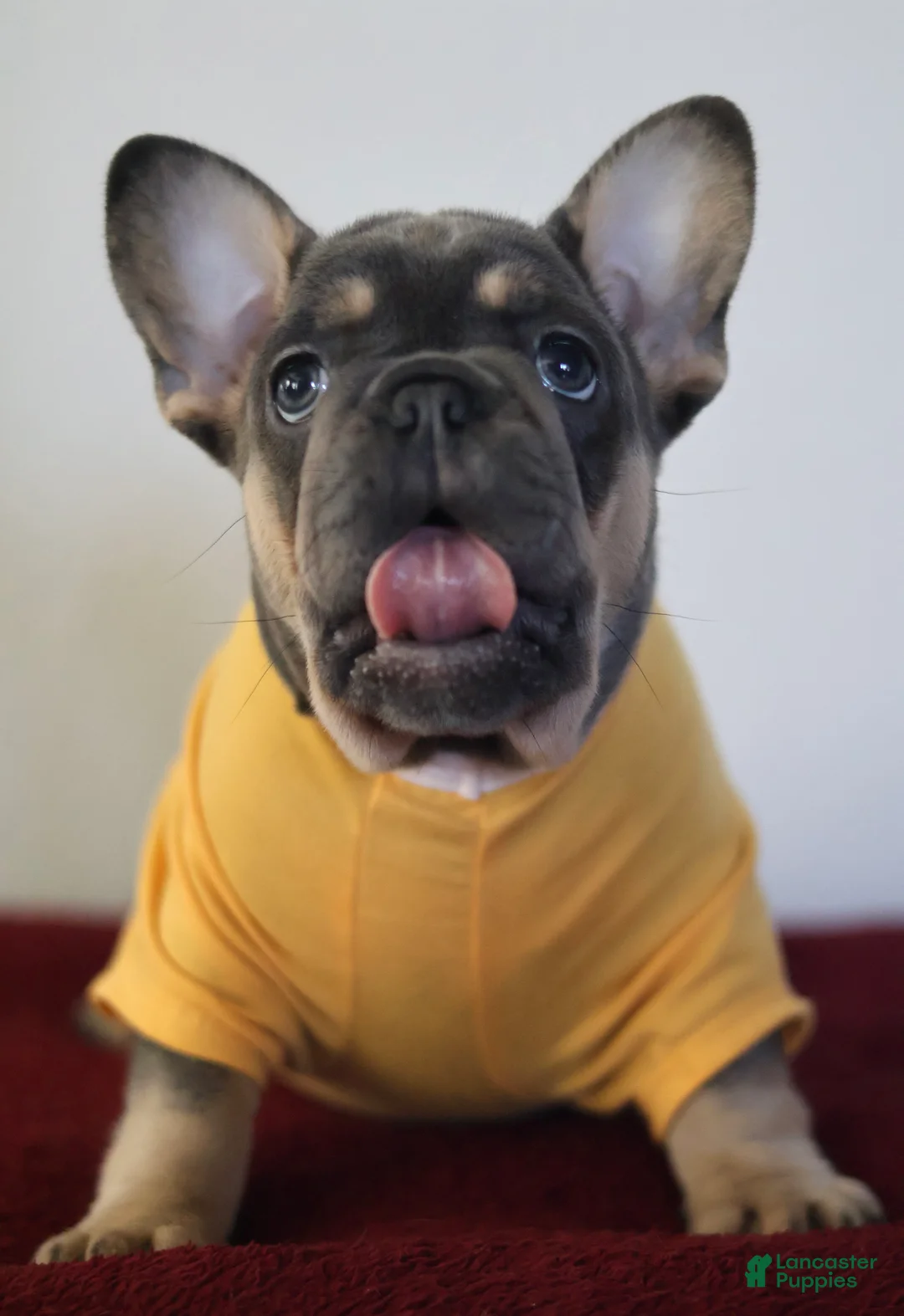 French Bulldog dogs for sale: Mali - Ad 1
