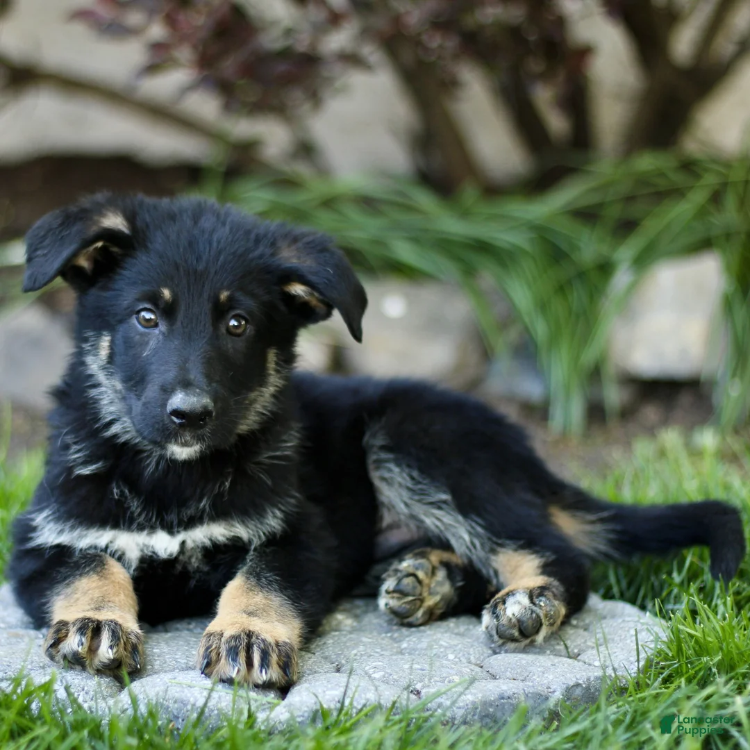 Mixed Breed dogs for sale: Oscar  - Ad 1