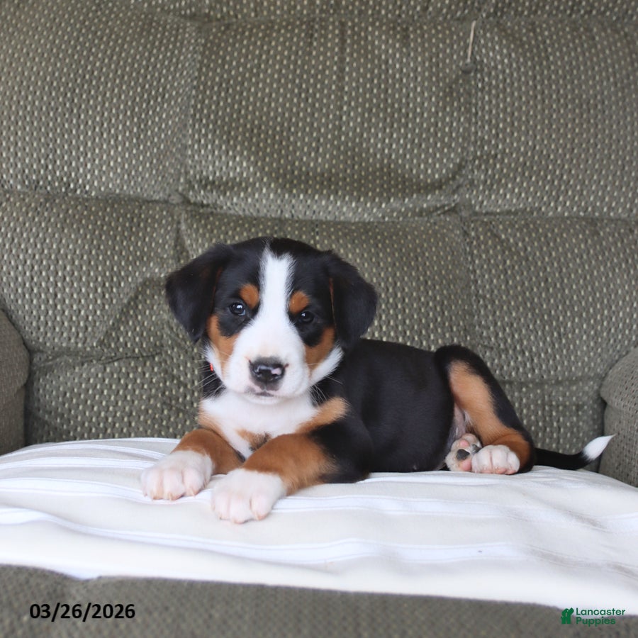 Greater Swiss Mountain Dog dogs Fancy - Ad 2