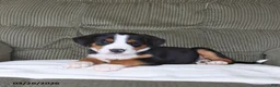 Greater Swiss Mountain Dog dogs for sale: Fancy - Ad 2