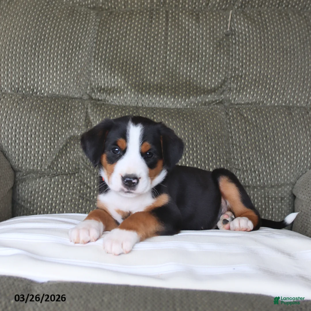 Greater Swiss Mountain Dog dogs for sale: Fancy - Ad 2