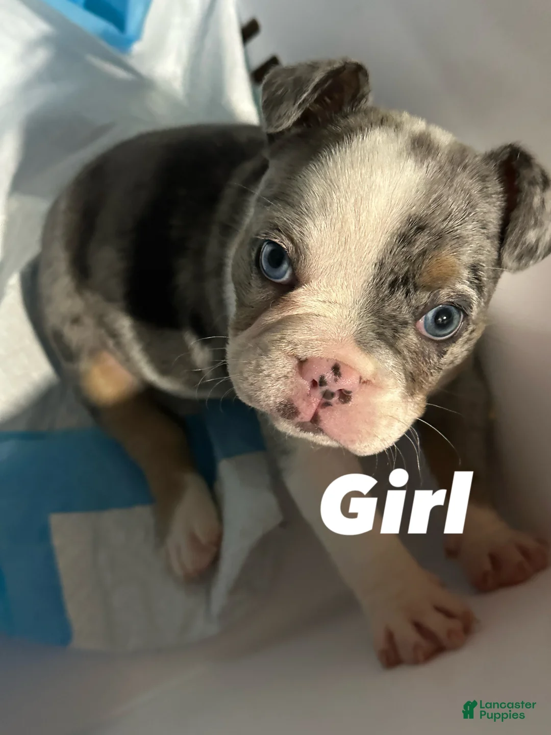 American Bully dogs for sale: American Bully 2 - Ad 2