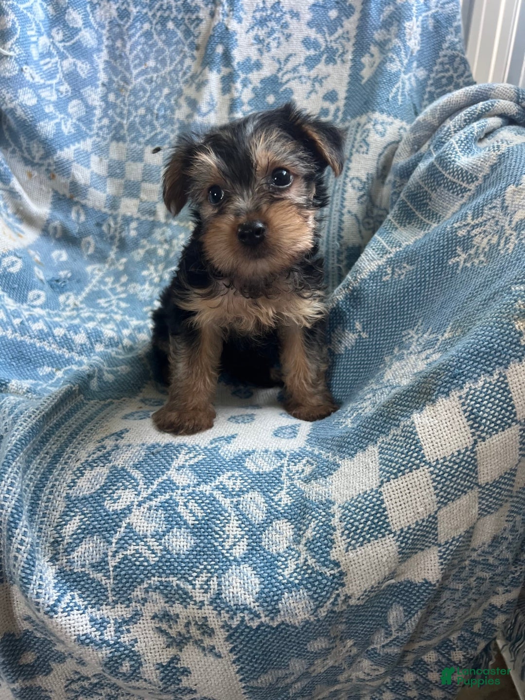 Yorkshire Terrier dogs for sale: Scotty - Ad 5