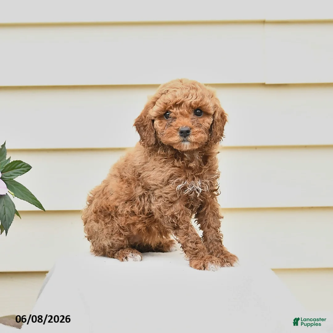 Aussiedoodle dogs for sale: Raline - Ad 3