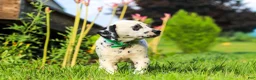 Dalmatian dogs for sale: Tami - Ad 10