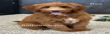 Rex