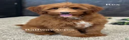 Mixed Breed dogs for sale: Rex - Ad 1