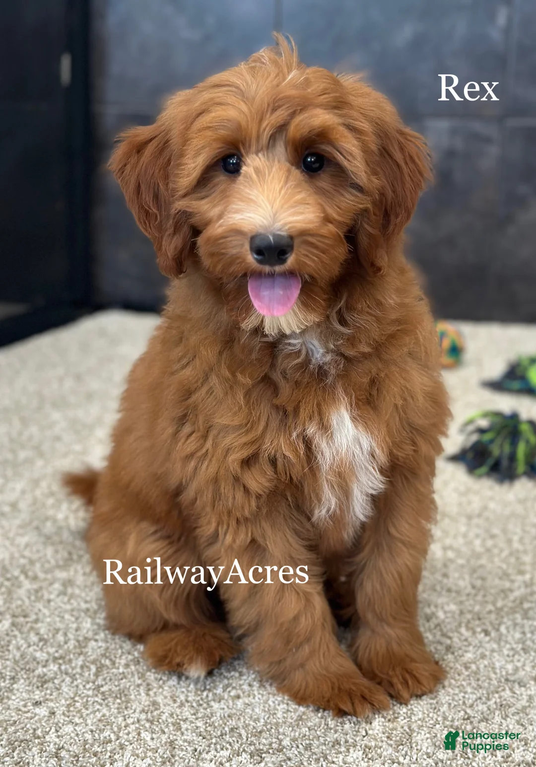 Mixed Breed dogs for sale: Rex - Ad 1