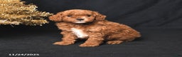 Toy Poodle dogs for sale: Dasher - Ad 2