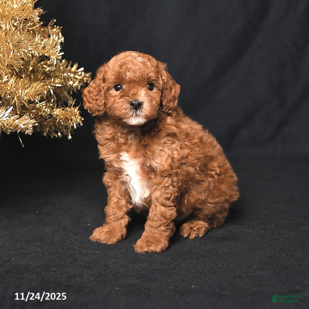Toy Poodle dogs for sale: Dasher - Ad 2