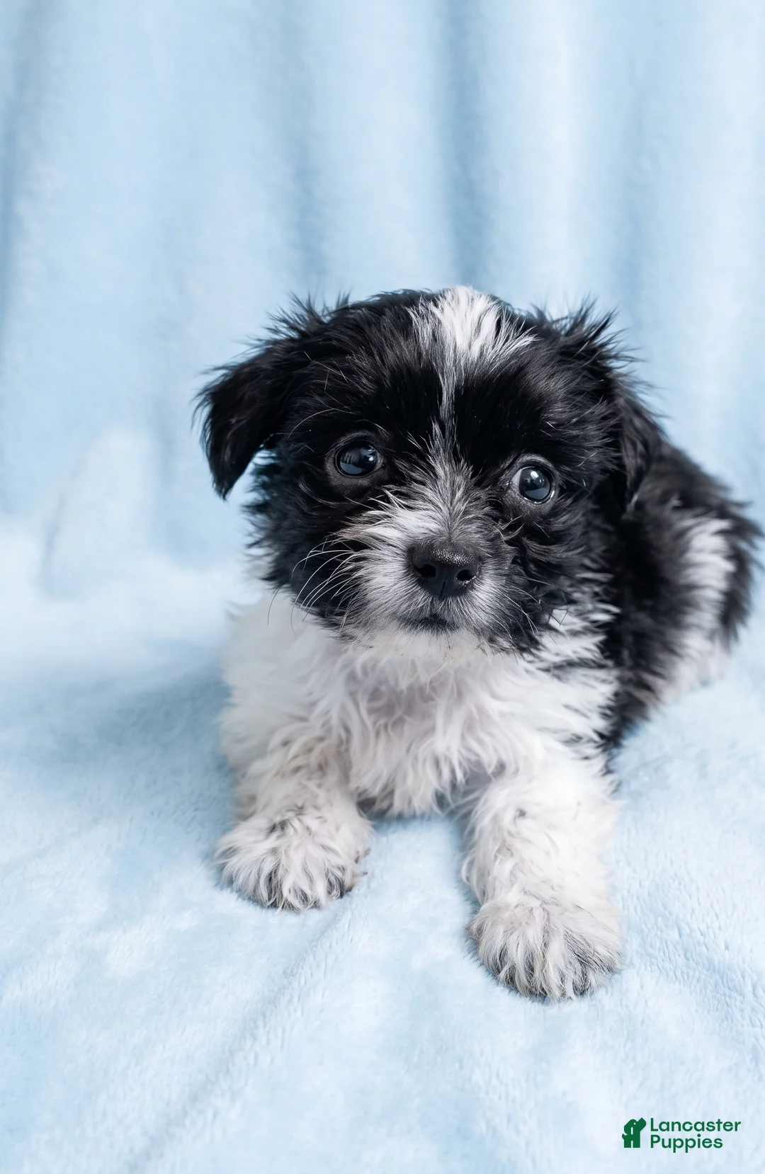 Mixed Breed dogs for sale: Ozzie - Ad 4