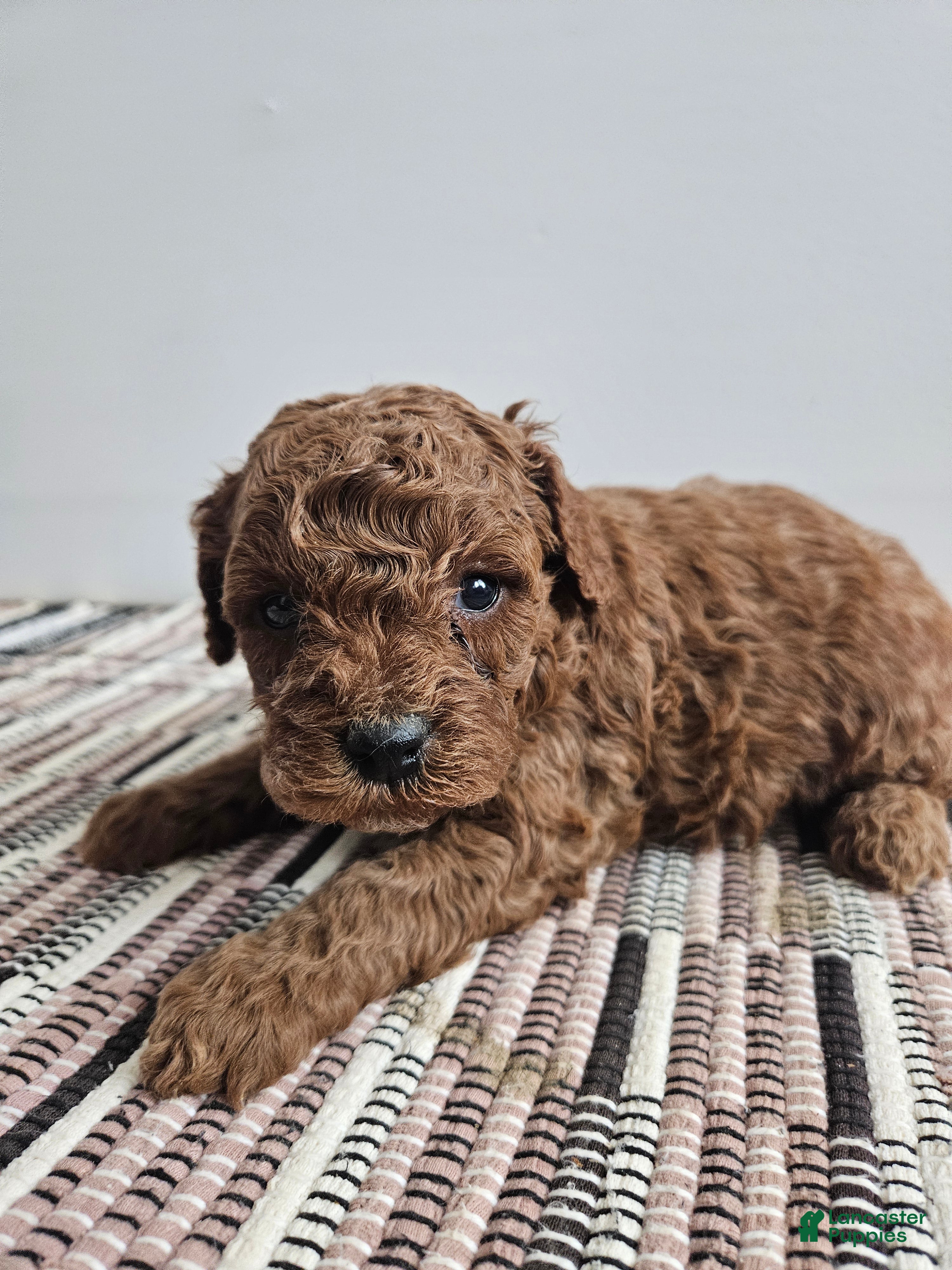 Cavapoo dogs Sully - Ad 19