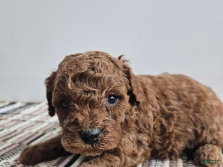 Cavapoo dogs Sully - Ad 42