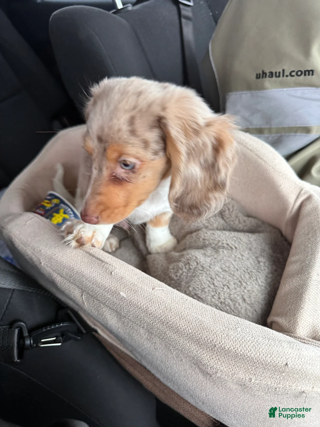 Dachshund dogs for sale: Dachshund Puppy 1 - Ad 7