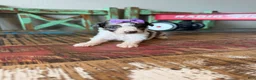 Miniature Poodle dogs for sale: Akc Clear 🧬 tested Blue Merle Phantom Parti Girl - Ad 5