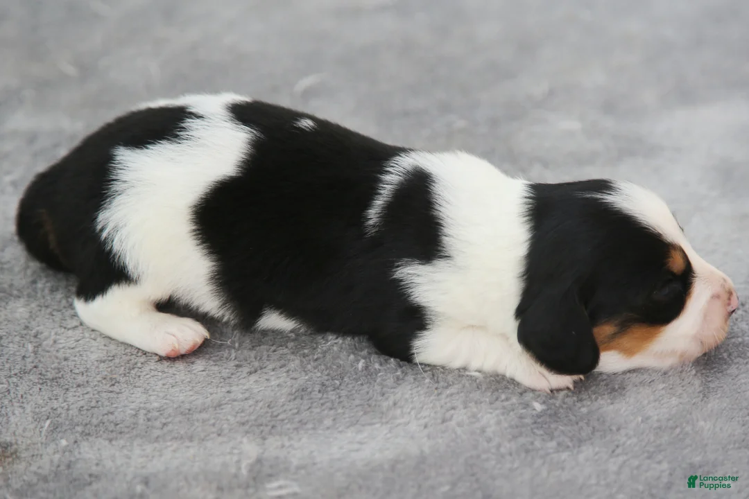 Dachshund dogs for sale: Black and Tan Piebald Male  - Ad 2