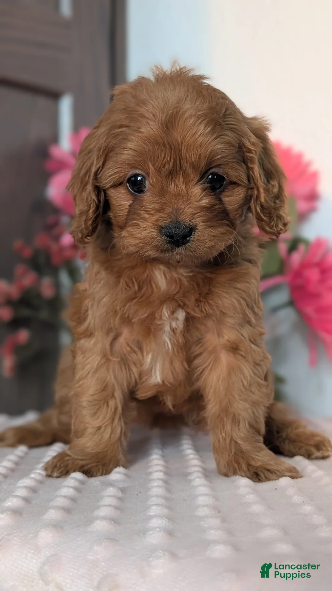 Cavapoo dogs for sale: Talia - Ad 2