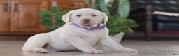Labrador Retriever dogs for sale: Noel - Ad 4