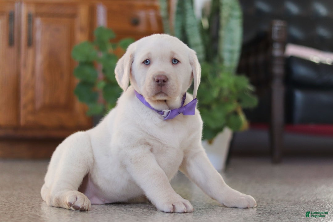 Labrador Retriever dogs for sale: Noel - Ad 4