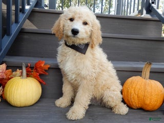 Mini Goldendoodle dogs - Ad 42