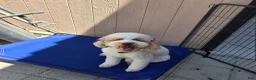 Goldendoodle dogs for sale: Piper - Ad 7