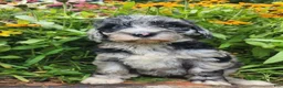 Mini Sheepadoodle dogs for sale: Cosmo - Ad 8